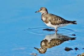 Attēlu rezultāti vaicājumam “Arenaria interpres”