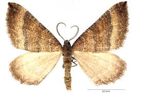 Attēlu rezultāti vaicājumam “Larentia clavaria”