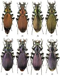 Attēlu rezultāti vaicājumam “Carabus arcensis”