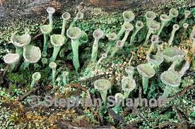 Attēlu rezultāti vaicājumam “Cladonia fimbriata”