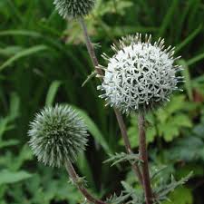 Image result for Echinops spaerocephalus