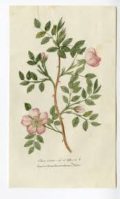 Image result for Rosa canina