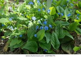 Image result for Omphalodes verna