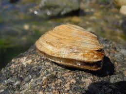 Attēlu rezultāti vaicājumam “Mya arenaria”