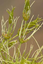 Attēlu rezultāti vaicājumam “Chara globularis”