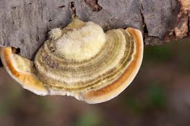 Attēlu rezultāti vaicājumam “Trametes hirsuta”