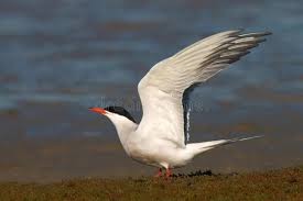 Attēlu rezultāti vaicājumam “Sterna hirundo adult”