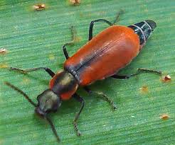 Attēlu rezultāti vaicājumam “Anthocomus rufus”