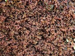 Attēlu rezultāti vaicājumam “Frullania fragilifolia”