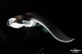 Image result for Mobula munkiana