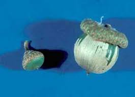 Attēlu rezultāti vaicājumam “Quercus rubra fruit”