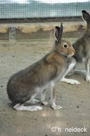 Attēlu rezultāti vaicājumam “Lepus timidus”