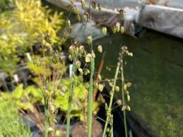 Attēlu rezultāti vaicājumam “Briza media bud”