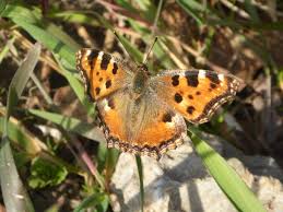 Attēlu rezultāti vaicājumam “Nymphalis polychloros upperside”