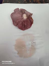 Attēlu rezultāti vaicājumam “Lepista nuda”