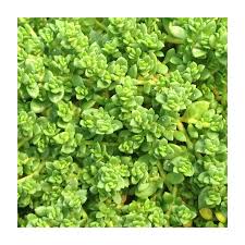 Attēlu rezultāti vaicājumam “Herniaria glabra”