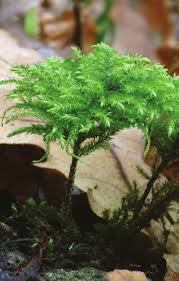 Attēlu rezultāti vaicājumam “Thamnobryum subserratum”