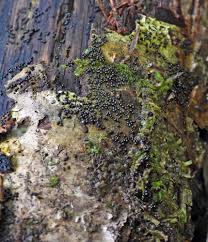 Attēlu rezultāti vaicājumam “Physarum bryomacrocarpum spores”