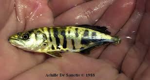 Image result for Lichia amia