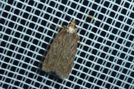 Attēlu rezultāti vaicājumam “Depressaria olerella imago”