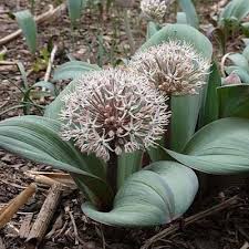 Attēlu rezultāti vaicājumam “Allium oleraceum flower”