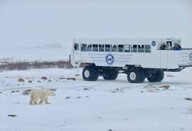 Image result for tundra buggy