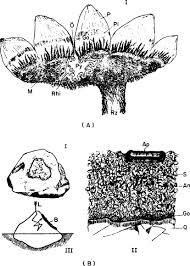 Attēlu rezultāti vaicājumam “Petractis sp.”