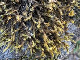 Attēlu rezultāti vaicājumam “Racomitrium heterostichum”