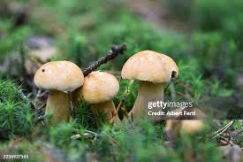 Attēlu rezultāti vaicājumam “Suillus bovinus”