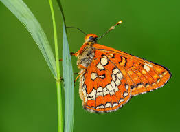 Attēlu rezultāti vaicājumam “Euphydryas maturna”