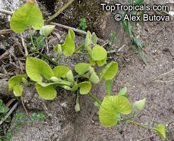 Attēlu rezultāti vaicājumam “Aristolochia durior flower”