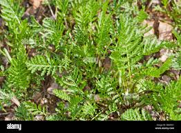 Attēlu rezultāti vaicājumam “Tanacetum vulgare leaf”