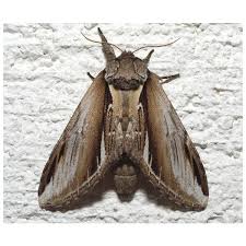 Attēlu rezultāti vaicājumam “Clostera curtula”