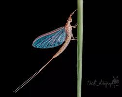 Attēlu rezultāti vaicājumam “Ephemera sp.”