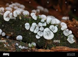 Attēlu rezultāti vaicājumam “Ceratiomyxa porioides plasmodium”