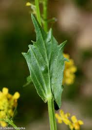Attēlu rezultāti vaicājumam “Barbarea vulgaris subsp. arcuata fruit”