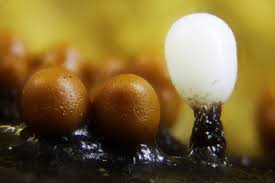 Attēlu rezultāti vaicājumam “Trichia varia young”