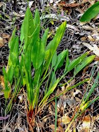 Attēlu rezultāti vaicājumam “Alisma lanceolatum”