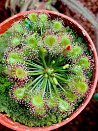 Attēlu rezultāti vaicājumam “Drosera x obovata leaf”