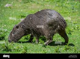 Attēlu rezultāti vaicājumam “Hydrochoerus hydrochaeris”