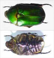 Attēlu rezultāti vaicājumam “Potosia cuprea imago”
