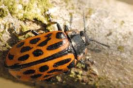 Attēlu rezultāti vaicājumam “Chrysomela vigintipunctata”