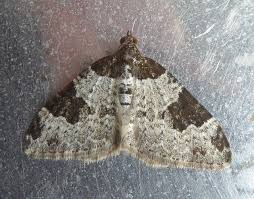 Attēlu rezultāti vaicājumam “Xanthorhoe fluctuata”