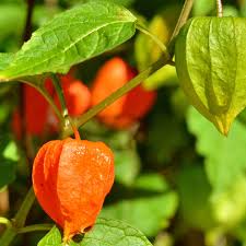 Image result for Lampionblume