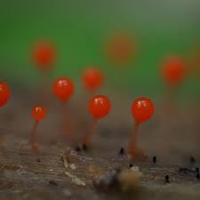 Attēlu rezultāti vaicājumam “Trichia sp.”