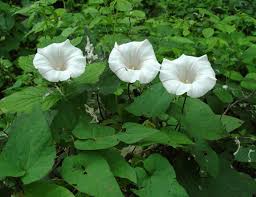 Attēlu rezultāti vaicājumam “Calystegia inflata flower”