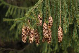 Attēlu rezultāti vaicājumam “Picea abies female flower”