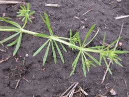 Attēlu rezultāti vaicājumam “Cribraria violacea stalked”