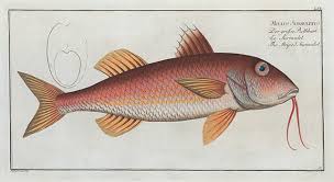 Image result for Mullus surmuletus