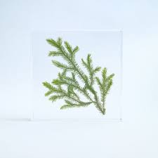 Attēlu rezultāti vaicājumam “Lycopodium clavatum”